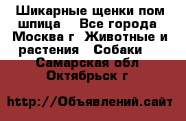 Шикарные щенки пом шпица  - Все города, Москва г. Животные и растения » Собаки   . Самарская обл.,Октябрьск г.